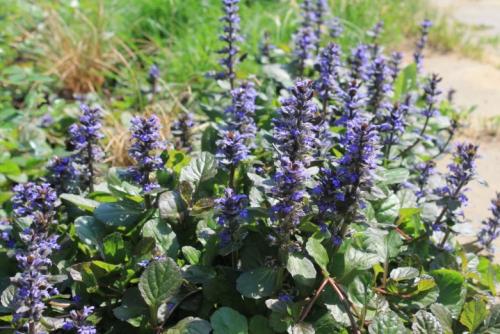 Высокие неприхотливые цветы для сада. Высокие многолетники, цветущие все лето