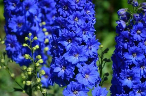 Многолетник с сиреневыми цветами. Синие и голубые многолетники: фото и названия, топ цветущих все лето