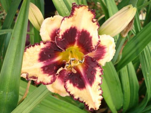 Высокие неприхотливые цветы для сада. Высокие многолетники, цветущие все лето