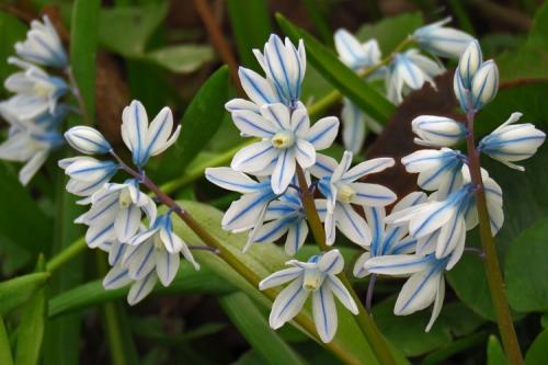 Крупные цветы для сада. 50 самых неприхотливых цветов для дачи: многолетники и однолетние для ленивых и работяг