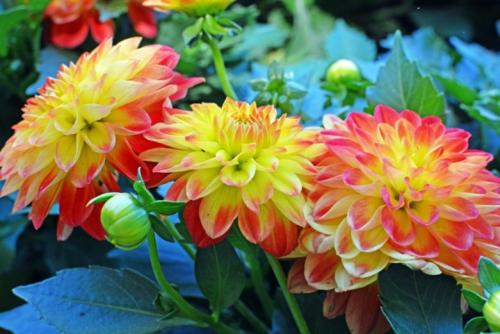 Высокие неприхотливые цветы для сада. Высокие многолетники, цветущие все лето