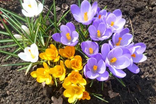 Крупные цветы для сада. 50 самых неприхотливых цветов для дачи: многолетники и однолетние для ленивых и работяг