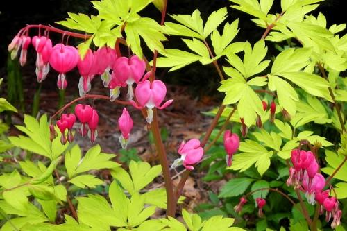 Крупные цветы для сада. 50 самых неприхотливых цветов для дачи: многолетники и однолетние для ленивых и работяг