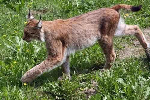 Сколько видов животных и растений на земле. Биологи оценили общее количество видов на земле 21