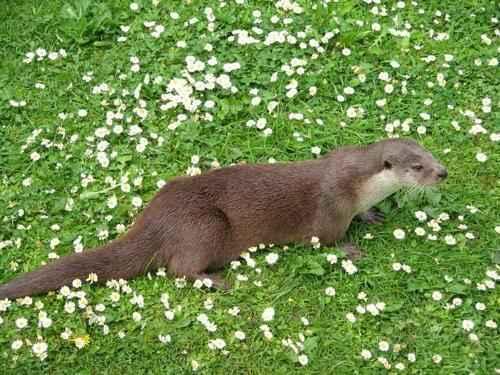 Сколько видов животных и растений на земле. Биологи оценили общее количество видов на земле 17