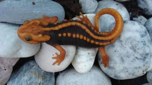 Виды растений и животных. 10 новых видов, открытых в 2019 году