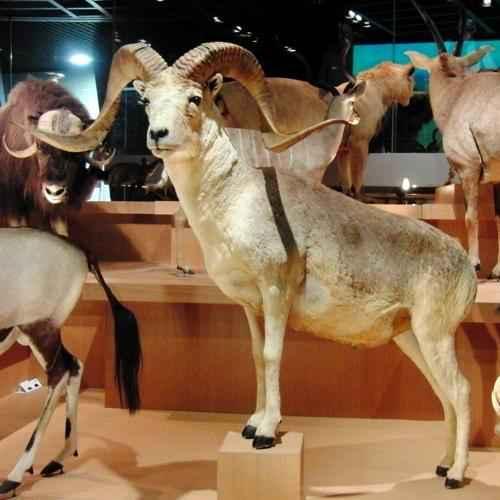 Сколько видов животных и растений на земле. Биологи оценили общее количество видов на земле 18