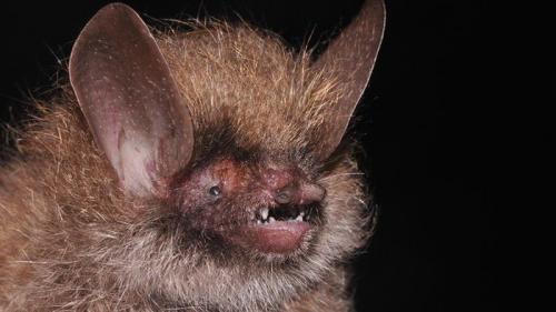 Виды растений и животных. 10 новых видов, открытых в 2019 году