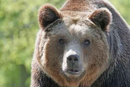 Сколько видов животных и растений на земле. Биологи оценили общее количество видов на земле 15