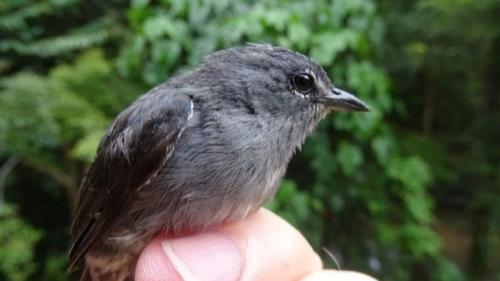 Виды растений и животных. 10 новых видов, открытых в 2019 году