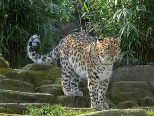 Сколько видов животных и растений на земле. Биологи оценили общее количество видов на земле 19