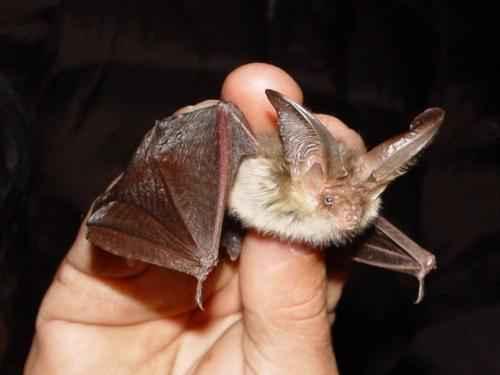 Сколько видов животных и растений на земле. Биологи оценили общее количество видов на земле 16