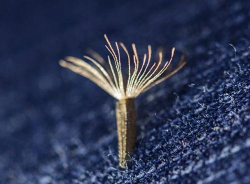 Лиатрис выращивание в горшке. Выращивание в открытом грунте