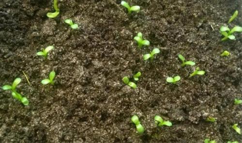 Лиатрис выращивание в горшке. Выращивание в открытом грунте