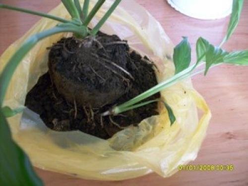 Нужен ли дренаж для спатифиллума. Как правильно пересаживать спатифиллум 02