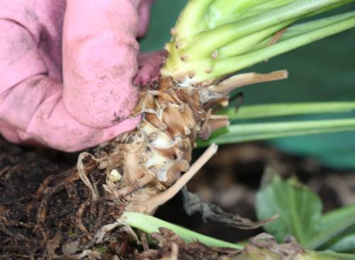 Пересадка спатифиллума осенью. Пересадка спатифиллума: пошаговый мастер-класс с фото