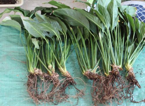 Пересадка спатифиллума осенью. Пересадка спатифиллума: пошаговый мастер-класс с фото