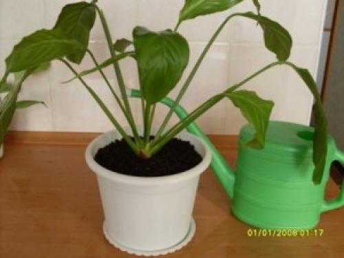 Нужен ли дренаж для спатифиллума. Как правильно пересаживать спатифиллум 08
