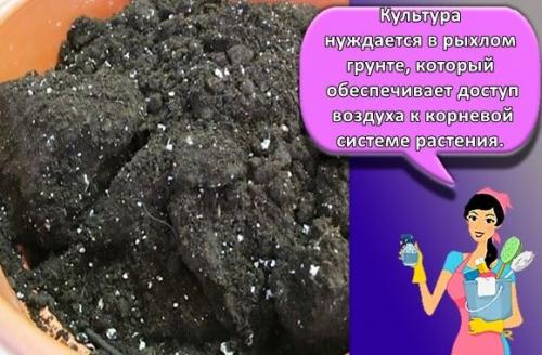 Нужен ли дренаж для спатифиллума. Как правильно пересаживать спатифиллум 22