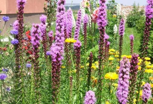 Лиатрис выращивание в горшке. Выращивание в открытом грунте