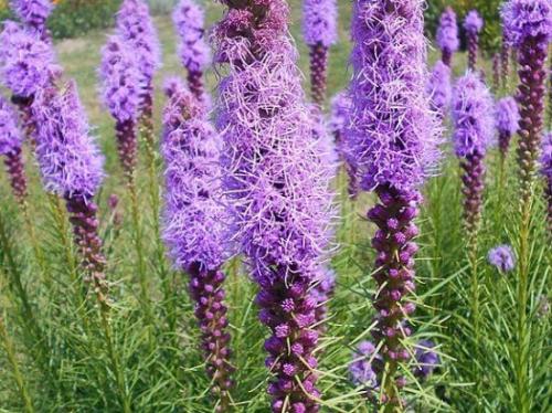 Как правильно посадить лиатрис и ухаживать за ним. Описание - как выглядит 01