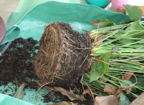 Пересадка спатифиллума осенью. Пересадка спатифиллума: пошаговый мастер-класс с фото