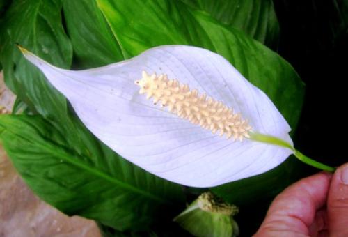 Спатифиллум грунт для суккулентов. Грунт для спатифиллума: как правильно подобрать, состав, приготовление