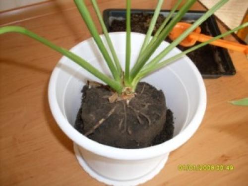 Нужен ли дренаж для спатифиллума. Как правильно пересаживать спатифиллум 06