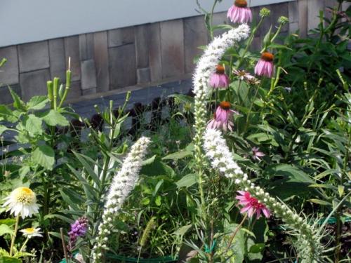 Лиатрис выращивание в горшке. Выращивание в открытом грунте