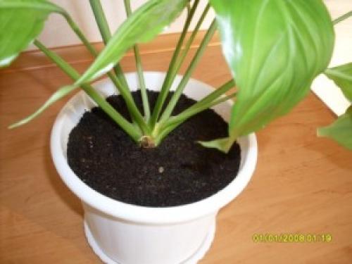 Нужен ли дренаж для спатифиллума. Как правильно пересаживать спатифиллум 07