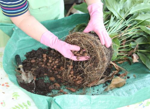 Пересадка спатифиллума осенью. Пересадка спатифиллума: пошаговый мастер-класс с фото