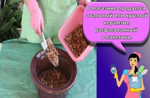 Нужен ли дренаж для спатифиллума. Как правильно пересаживать спатифиллум 24