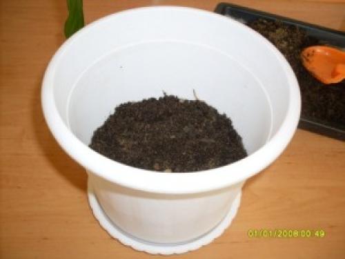 Нужен ли дренаж для спатифиллума. Как правильно пересаживать спатифиллум 05