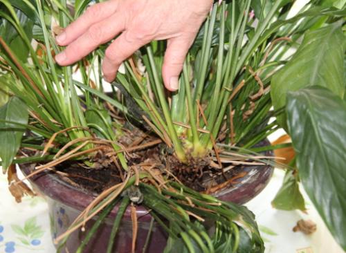 Пересадка спатифиллума осенью. Пересадка спатифиллума: пошаговый мастер-класс с фото