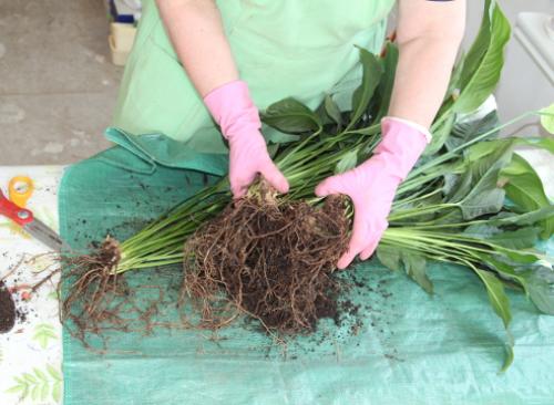 Пересадка спатифиллума осенью. Пересадка спатифиллума: пошаговый мастер-класс с фото
