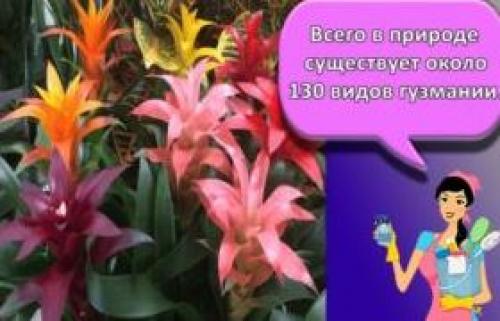 Нужен ли дренаж для спатифиллума. Как правильно пересаживать спатифиллум 23