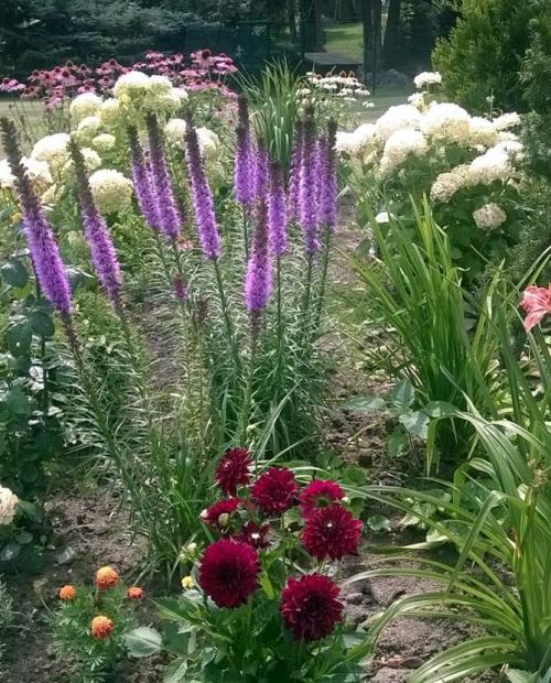 Лиатрис выращивание в горшке. Выращивание в открытом грунте