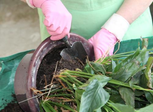 Пересадка спатифиллума осенью. Пересадка спатифиллума: пошаговый мастер-класс с фото
