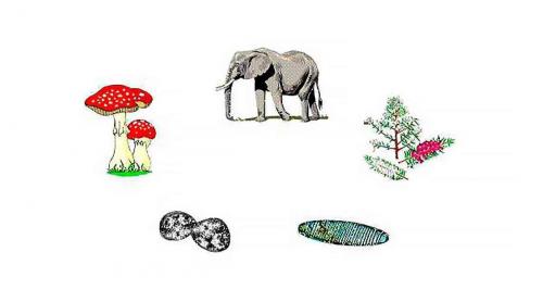 Царства в биологии. На какие царства принято разделять живые организмы? Названия, особенности, примеры и строение клеток