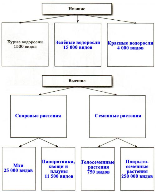 Эволюция растений таблица. .  Происхождение растений. Основные этапы развития растительного мира — Пасечник. 5 класс. Рабочая тетрадь
