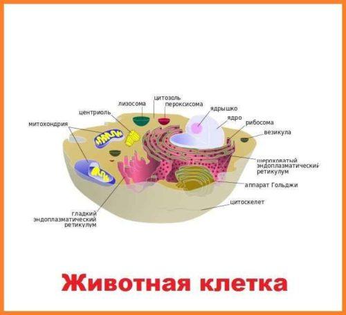 Основные царства живых организмов. Что такое царства живой природы 03 Основные царства живых организмов. Что такое царства живой природы 03