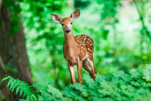 Царства в биологии. На какие царства принято разделять живые организмы? Названия, особенности, примеры и строение клеток