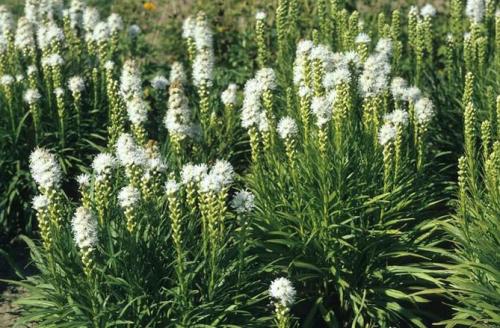 Лиатрис колосковый посадка и уход в открытом грунте. Сорта и виды 28