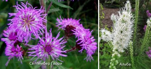 Лиатрис альба. Лиатрис: описание, виды и сорта, посадка, уход