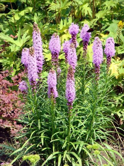Лиатрис из семян. Лиатрис – выращивание из семян, клубней, посадка и уход в открытом грунте