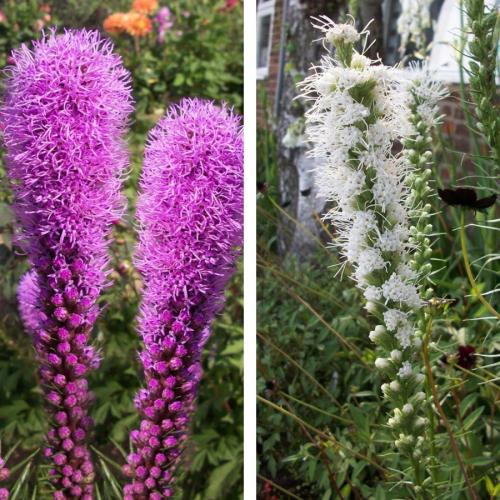 Лиатрис в ландшафтном дизайне. Красивые листья, яркие цветы