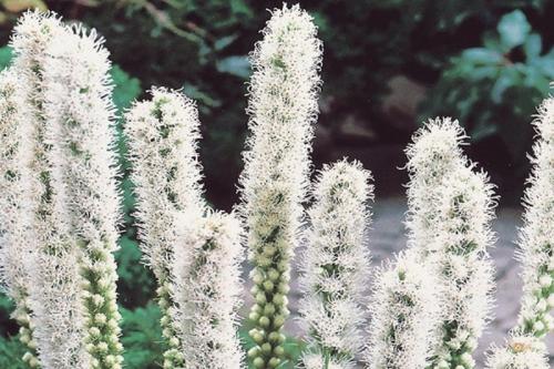 Лиатрис колосковый посадка и уход в открытом грунте. Сорта и виды 01