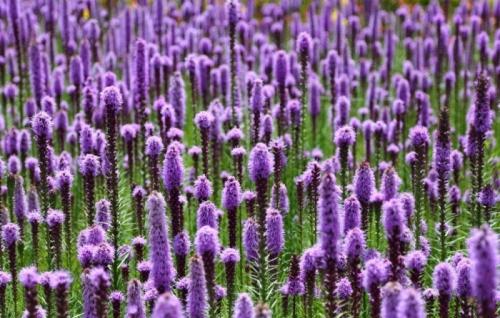 Лиатрис колосковый посадка и уход в открытом грунте. Сорта и виды 05