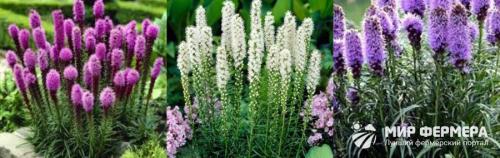Лиатрис колосковый посадка и уход в открытом грунте. Сорта и виды 36