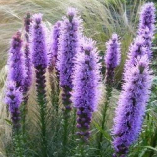 Лиатрис колосковый посадка и уход в открытом грунте. Сорта и виды 04
